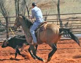 CNR Cashs Chubby Leo dun stallion Dash For Cash bred