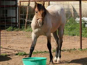 CNR Son O Frost dun roan colt grandson of Pat Cowan, son of Sun Frost ~ legendary barrel racing sire along with Sugar Bars ~ Leo cross bloodlines and Blondy's Dude