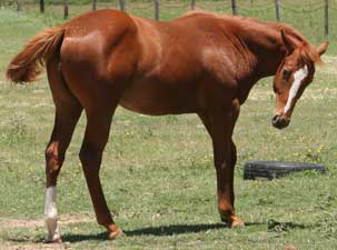 grandson of Easy Jet and double bred Jet Deck