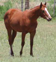 grandson of Easy Jet and double bred Jet Deck