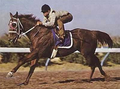 Easy Jet ~ Quarter Horse Legend