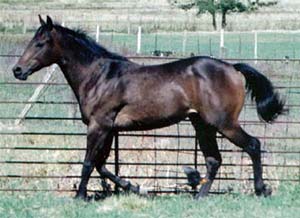 Elijah's Run son of One Slick One great barrel racing sire double bred Dash For Cash
