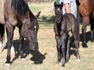 Blue Roan Plenty Try Blue Valentine Stallion