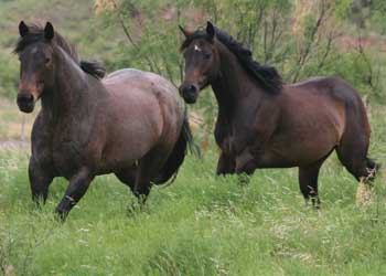 Stout, heavy bone foundation quarter horses that make good using horses and last all day