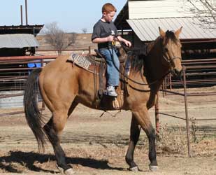 Dash For Cash ~ Leo bred dun quarter horse gelding