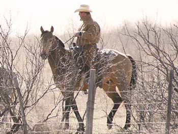 Stout, heavy bone foundation quarter horses that make good using horses and last all day