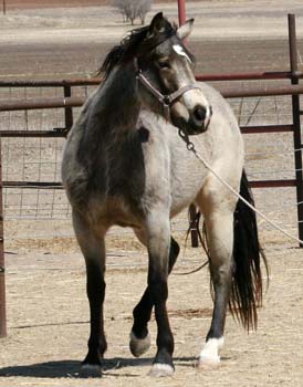 Joe Hancock and Blue Valentine gray quarter horse filly