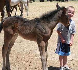 Checotah Joe Hancock ~ Blue Roan Gelding
