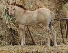 Hancock ~ Blue Valentine bred quarter horses for sale