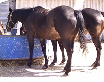 Miss Woody Holder a Blue Valentine bred mare