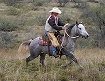 foundation quarter horse geldings