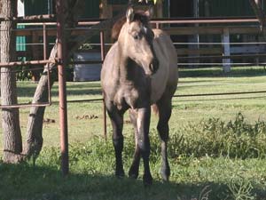 First Down Dash, Boon Bar and Blue Valentine grulla colt for sale in Texas