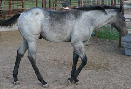 Triple bred Blue Valentine and Sugar Bars bred blue roan colt