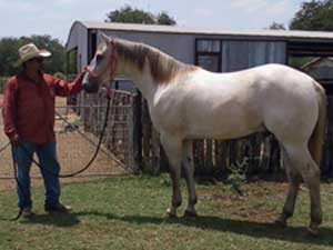 Blue Valentine and Sugar Bars bred dun colt