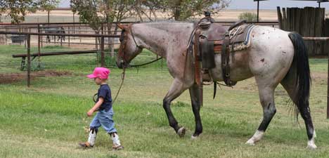 Stout, heavy bone foundation bred quarter horses that make good using horses and last all day