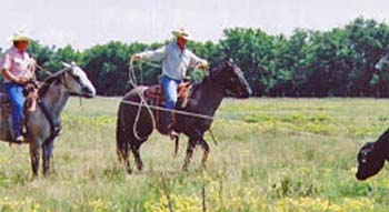 Hancocks Leo Moon blue roan stallion Joe Hancock bred