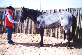 Hancock Leo Moon blue roan stallion Joe Hancock bred