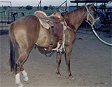 Jet Smooth, Blondy's Dude and Sugar Bars bred