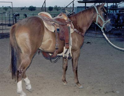 Blondy's Dude and Sugar Bars bred gelding