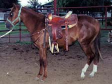 Jet Smooth, Blondy's Dude and Sugar Bars bred