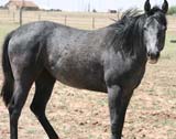 Triple bred Blue Valentine and the magic cross of Sugar Bars and Leo breeding