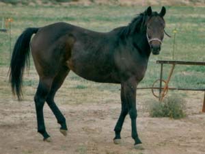 Daughter of Hooked On Cash and Granddaughter of Dash For Cash and Chick's Deck who was a son of Three Chicks and Chicado V