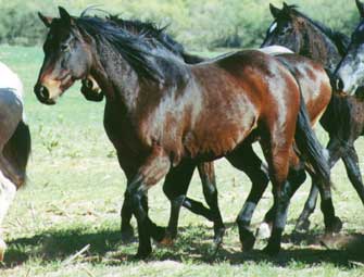 Hooked On Babe quarter horse granddaughter of Prissy Jet Deck who was a full sister to Jet Deck and a AAA mare