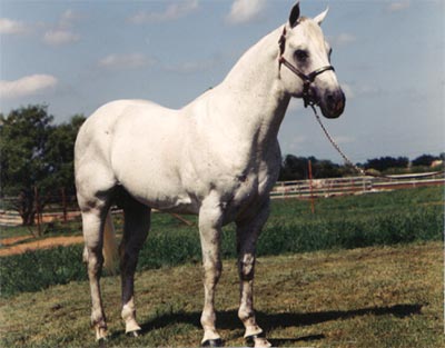 Gray quarter horse stallion son of Blondy's Dude and out of a daughter of Jackie Bee