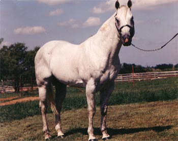 Gray quarter horse stallion son of Blondy's Dude and out of a daughter of Jackie Bee