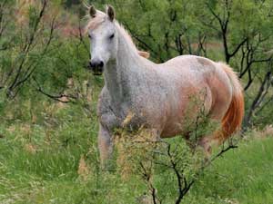 Inspired Dancer flea bitten gray Sugar Bars quarter horse mare