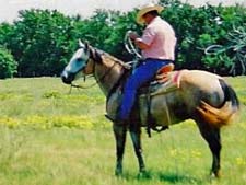 Jack Bee Strait gray gelding Strait Silver and Jackie Bee bred