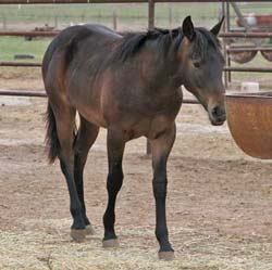 Hancock and Driftwood bred blue roan colt, lots of bone, stout and good head