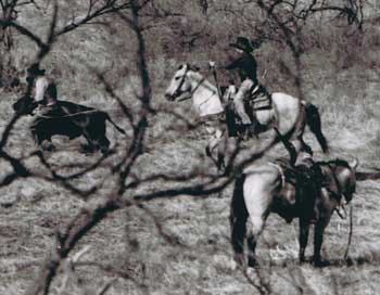AQHA Buckaroos Chant ~ buckskin quarter horse stallion son of  Driftwood Ike and out of a daughter of War Chant