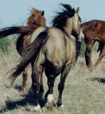 Leo B Buck ~ Buckskin grandson of Leo