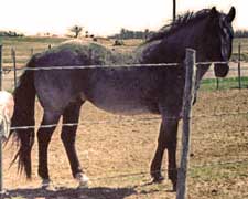 Limited Hancock blue roan son of Hancock's Blue Boy