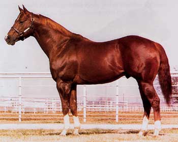 Marthas Six Moons ~ AQHA Leading Barrel Horse Sire