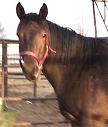 Miss Shiney Holder Blue Valentine bred mare