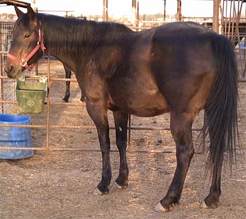 Miss Shiney Holder Blue Valentine bred mare