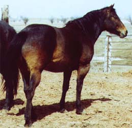 Miss Shiney Holder Blue Valentine bred mare