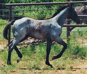 triple bred Blue Valentine blue roan colt for sale