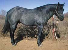 Mr Clyde Hancock blue roan stallion grandson of Blue Valentine