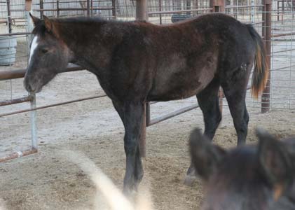 Triple bred Blue Valentine and Sugar Bars bred blue roan filly