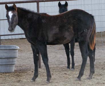 Triple bred Blue Valentine and Sugar Bars bred blue roan filly