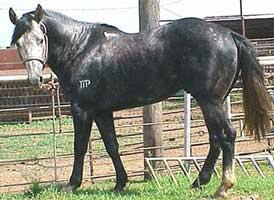 gray stallion Watch Joe Jack-Jackie Bee bred