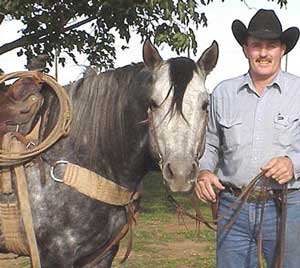 gray stallion Watch Joe Jack-Jackie Bee bred