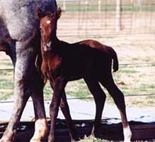 gray stallion Watch Joe Jack-Jackie Bee bred