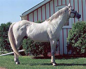 Native Dancer ~ Thoroughbred Preakness and Belmont Stakes Winner