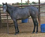 Poco King Tuck and Sugar Bars-Blondy's Dude bred