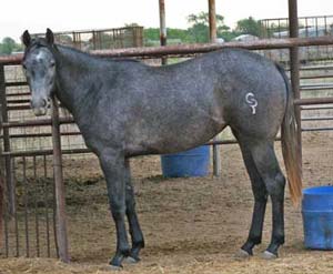 CNR Blondy B Bueno gray quarter horse Poco Bueno, Joe Hancock and Sugar Bars bred filly