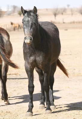CNR Blondy B Bueno gray quarter horse Poco Bueno, Joe Hancock and Sugar Bars bred filly